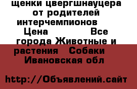 щенки цвергшнауцера от родителей интерчемпионов,   › Цена ­ 35 000 - Все города Животные и растения » Собаки   . Ивановская обл.